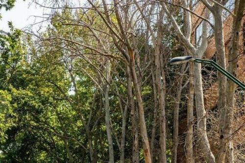 قطع درختان معابر عمومی به علت تساهل شهرداری است