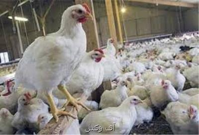 جریمه ۸ و چهار دهم میلیاردی تعزیرات برای یك عمده فروش مرغ به سبب گرانفروشی