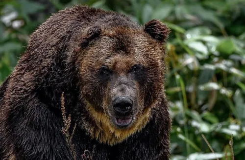 21 ماه حبس برای شکارچیان خرس سبلان