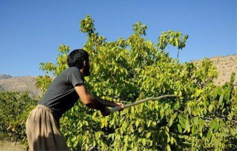 درختان گردویی كه قربانی اختلاف دو برادر شدند