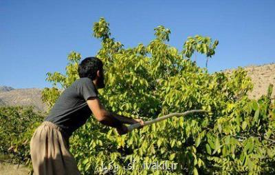 درختان گردویی كه قربانی اختلاف دو برادر شدند