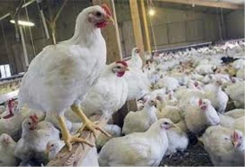 جریمه ۸ و چهار دهم میلیاردی تعزیرات برای یك عمده فروش مرغ به سبب گرانفروشی